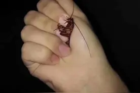 我以为抓住了蝉，就等于抓住了整个夏天！哈哈图片