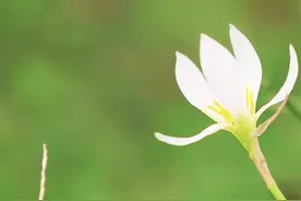 超喜欢的萌芽熊，可爱不？图片