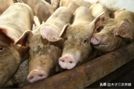 猪蹭痒、脱皮怎么回事？猪场常见的寄生虫有哪些，怎样驱虫才有效图片