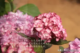 绣球—纱织小姐丨有着灵动的花色和罕见的叶色，备受喜爱图片
