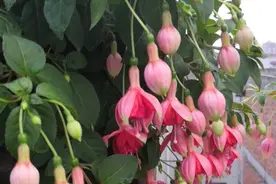 倒挂金钟开花少，赶紧补肥，盆里埋点“黑颗粒”，灯笼花开不停图片