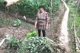 罂粟泡酒能止痛？妇人非法种植罂粟被拘留图片