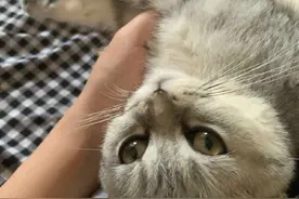 男朋友把猫打出屎图片