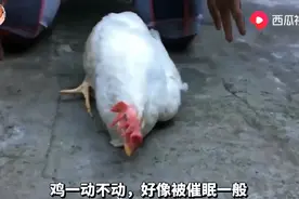 为什么在鸡的面前画直线，它会晕？西瓜视频这知识好冷告诉你图片