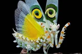 【花花世界，酒醉蝴蝶】图片