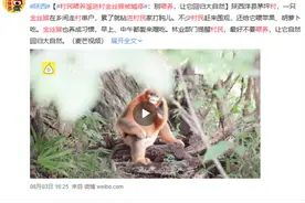 村民喂养溜进村金丝猴被喊停：别喂养 让它回归大自然图片