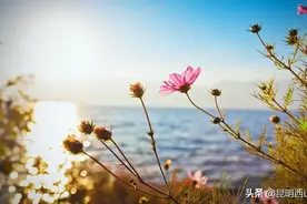 春时赏花？吃花才是正经事！图片