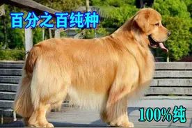 纯种金毛犬有6个特点，不少人养的都是串，你家狗狗纯吗图片