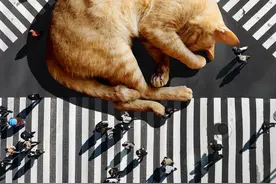 把一只猫放大10000倍，画面瞬间变得有趣起来图片