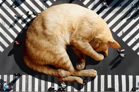 把一只猫放大10000倍，画面瞬间变得有趣起来图片