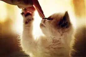 六点小技巧，教你如何把猫咪训练成“优秀猫”图片