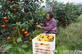 300亩柑橘甜蜜上市 宜宾江安邀您去打卡了图片
