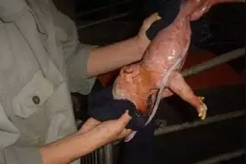 小猪出生后应不应该立即断脐带，回挤脐带血是对是错？图片