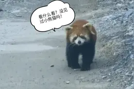 你的小可爱突然出现！电力工人偶遇小熊猫图片
