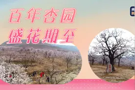 山东蒙阴百年杏园迎来盛花期 杏花漫山遍野娇艳动人图片
