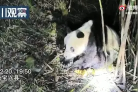 野生大熊猫疑似生病受困 多部门联合施救图片
