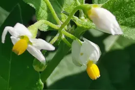 野生的草本植物图片