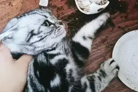 打翻东西，故意惹祸上身？猫咪的心思你懂吗？图片