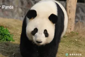好消息！香港海洋公园大熊猫今年有望添丁！图片
