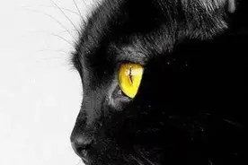 猫妈妈，谢谢你曾经深爱着我图片