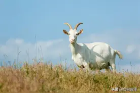 羊奶好处多，该怎么选？这些品牌参考一下图片