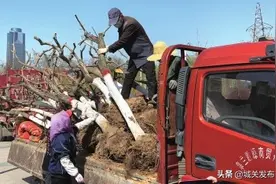 打造三季有花四季有绿城区环境城关区今年将栽植各类苗木36万株图片