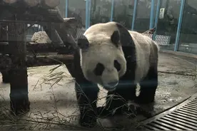 “格格”驾到 与“喜乐”作伴 天津动物园再添一只大熊猫图片