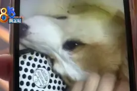 柯基犬频频呕吐，竟是因为吞了小球……图片