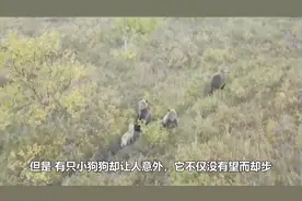 三只棕熊与狗狗竟成为好朋友，画面温馨，让网友看了心里一暖！视频封面