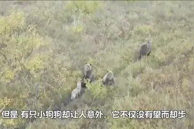 三只棕熊与狗狗竟成为好朋友，画面温馨，让网友看了心里一暖！视频封面