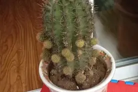 养护仙人球，技巧很简单，轻松开花，小子球冒不断!图片
