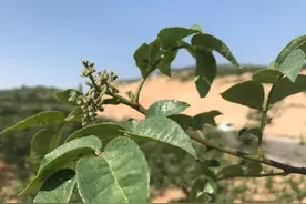 花椒坐果期适逢干旱，容易发生两种虫害，正确防治促优质图片