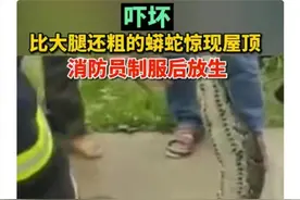 3米长蟒蛇惊现屋顶，村民：系进村觅食受惊吓跑到屋顶图片