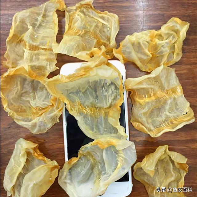 花胶冷冻保存 2026年花胶冷冻保存多久 花胶冷冻保存 2026年花胶冷冻保存多久