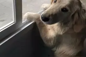 谁家狗丢了？成都警察蜀黍捡到金毛犬，一顿能整7个馒头，还抢肉吃！图片