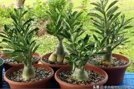 沙漠中绽放的花朵，耐旱花又美的沙漠玫瑰，号称“多肉花仙”图片