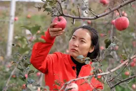 名校毕业刘阿娟，放弃高薪创业种苹果，年入百万带领农民致富图片