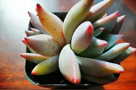 花"高价"买了棵北极熊，仔细一看像是它，肉友们也要吸取教训图片