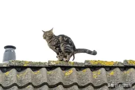 猫咪OO OO OO OO好Q弹！想捏图片