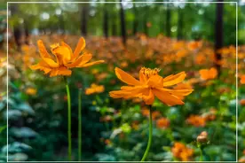 格桑花幸福圣洁的花（十一）图片