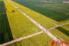 最美赏花季到来，平陵古城油菜花盛放图片