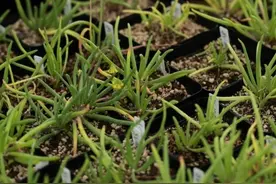 厚敦菊属植物收集小成，多肉大神成长路漫漫图片