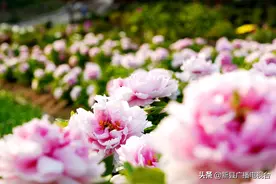 唯有牡丹真国色！河南新县七龙山图片