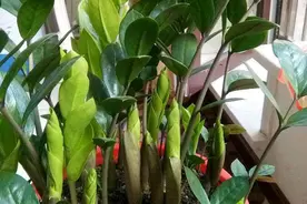 8种“漂亮花”，个个都是“招财树”，家里养一棵，不愁没钱花图片