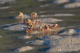 老表去抓鱼看见一群螃蟹竟然集体自杀，虽感不可思议却收获满满图片