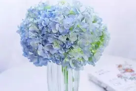 绣球鲜花养护干货！可以整枝泡水的花你知道吗？图片