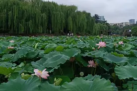 《晓出净慈寺送林子方》宋·杨万里图片