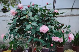 7月份的茶花，养护有“4不”，做好秋季满头花苞图片