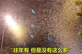 气候大变？湖南沅江蜉蝣大爆发，犹如鹅毛大雪，为啥今年这么多？图片
