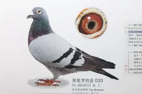 看马克罗森斯如何透过改造鸽舍扭转败绩图片